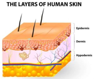 The Layers of human skin epidermis dermis hypodermis